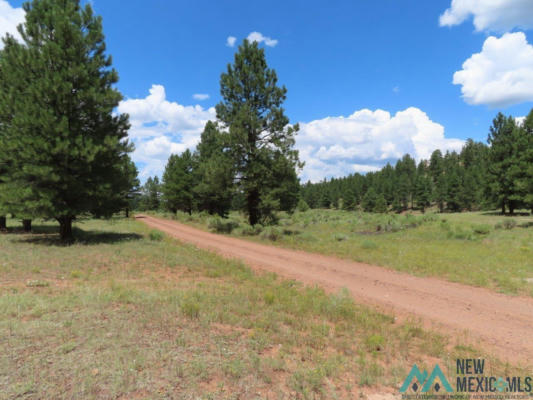 TBD FOREST 50 ROAD, GRANTS, NM 87020 - Image 1